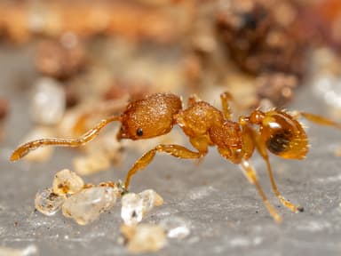 Pheidole dentigula photo 103