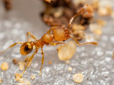 Pheidole dentigula photo 104