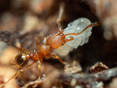 Pheidole dentigula photo 106