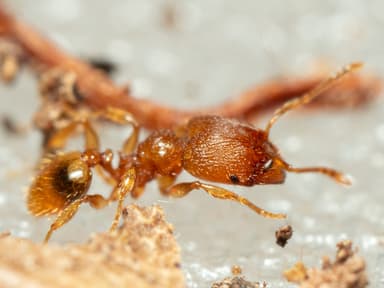 Pheidole dentigula photo 107