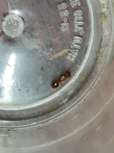 Pheidole dentigula photo 108