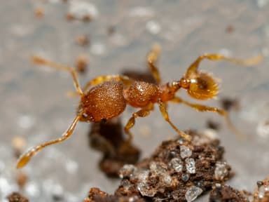 Pheidole dentigula photo 110