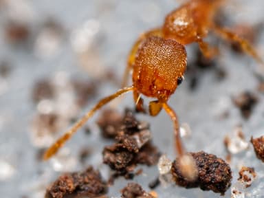 Pheidole dentigula photo 111