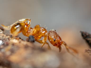 Pheidole dentigula photo 112