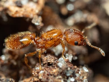 Pheidole dentigula photo 113