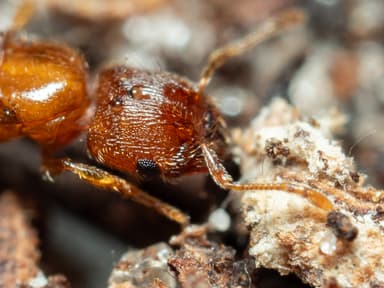 Pheidole dentigula photo 114