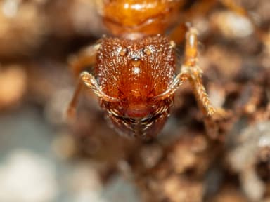 Pheidole dentigula photo 115