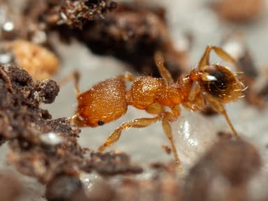 Pheidole dentigula photo 116