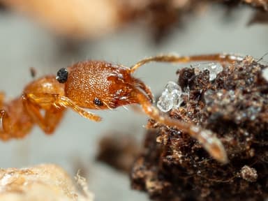 Pheidole dentigula photo 117