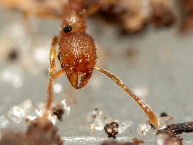Pheidole dentigula photo 118