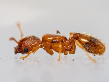 Pheidole dentigula photo 119