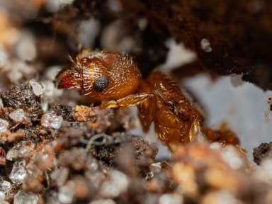 Pheidole dentigula photo 120