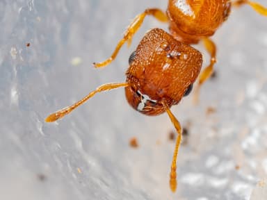 Pheidole dentigula photo 121