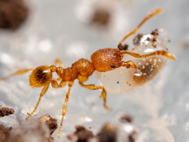 Pheidole dentigula photo 122