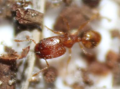 Pheidole dentigula photo 123
