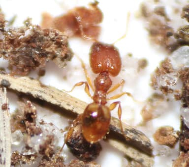 Pheidole dentigula photo 124