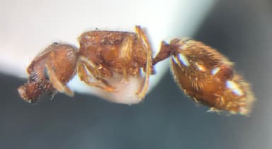 Pheidole dentigula photo 126