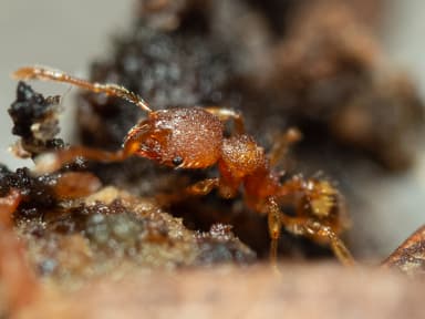 Pheidole dentigula photo 129