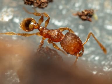 Pheidole dentigula photo 131