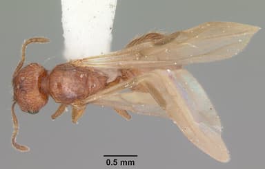 Pheidole dentigula — queen photo 4