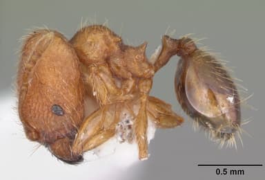 Pheidole dentigula — queen photo 5