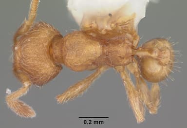 Pheidole dentigula — queen photo 6