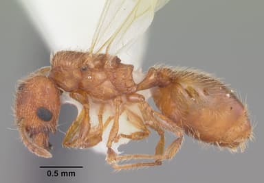 Pheidole dentigula — queen photo 7