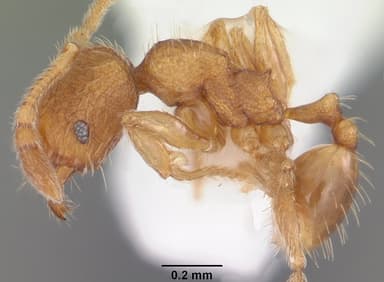 Pheidole dentigula — queen photo 9