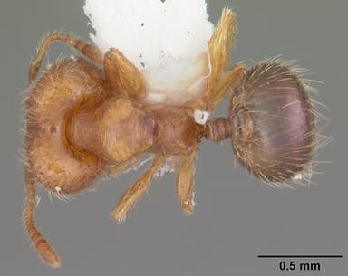 Pheidole dentigula — queen photo 10