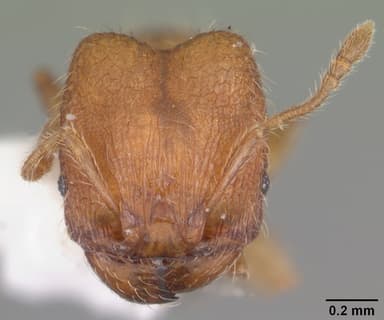 Pheidole dentigula — queen photo 11