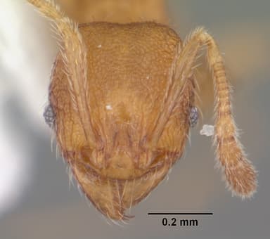 Pheidole dentigula — queen photo 12