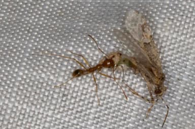 Pheidole desertorum photo 10