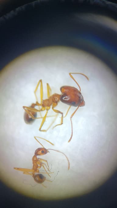 Pheidole desertorum photo 13