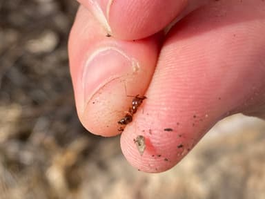 Pheidole desertorum photo 37