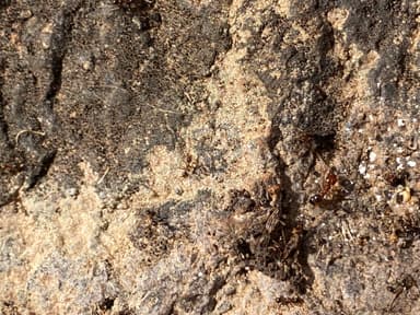 Pheidole desertorum photo 38