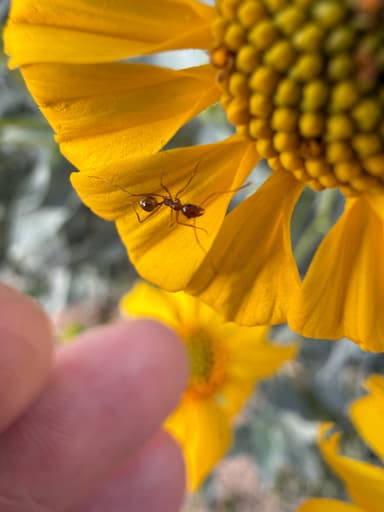 Pheidole desertorum photo 45