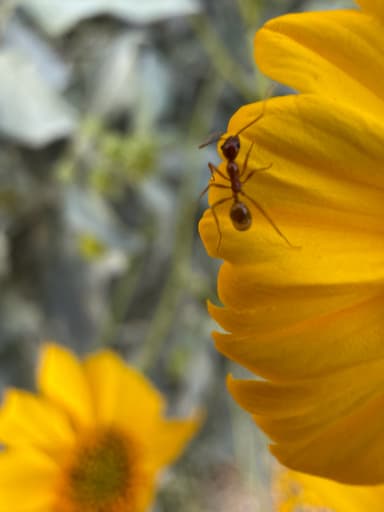 Pheidole desertorum photo 50