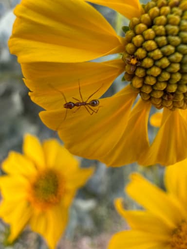 Pheidole desertorum photo 53