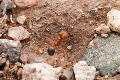 Pheidole desertorum photo 55