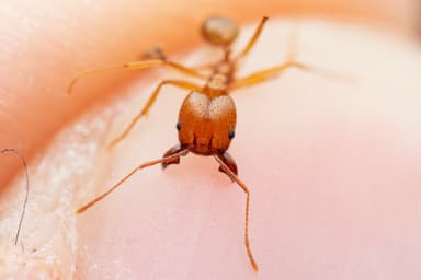 Pheidole desertorum photo 57