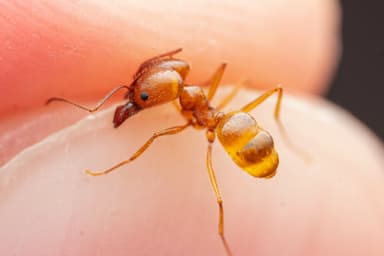 Pheidole desertorum — colony photo 64