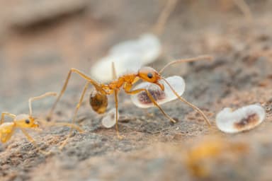 Pheidole desertorum photo 69