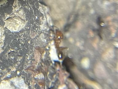 Pheidole desertorum photo 70