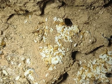Pheidole desertorum photo 72