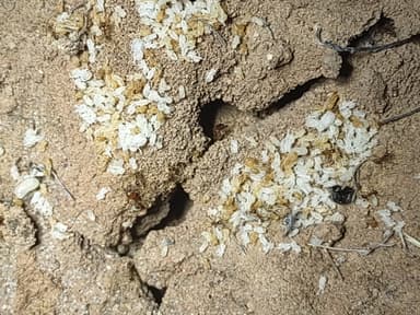 Pheidole desertorum photo 73