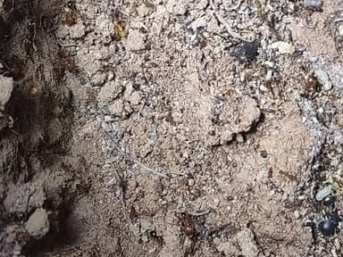 Pheidole desertorum photo 74