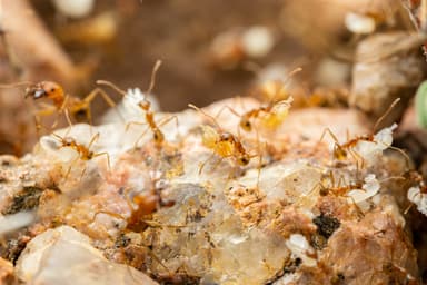 Pheidole desertorum photo 76