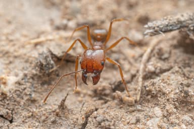 Pheidole desertorum photo 77
