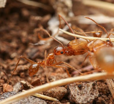 Pheidole desertorum photo 80