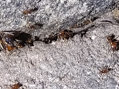 Pheidole desertorum photo 83